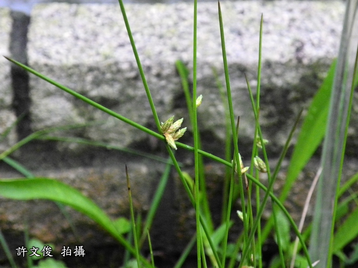 豬毛草圖片加連結至植物資料頁面