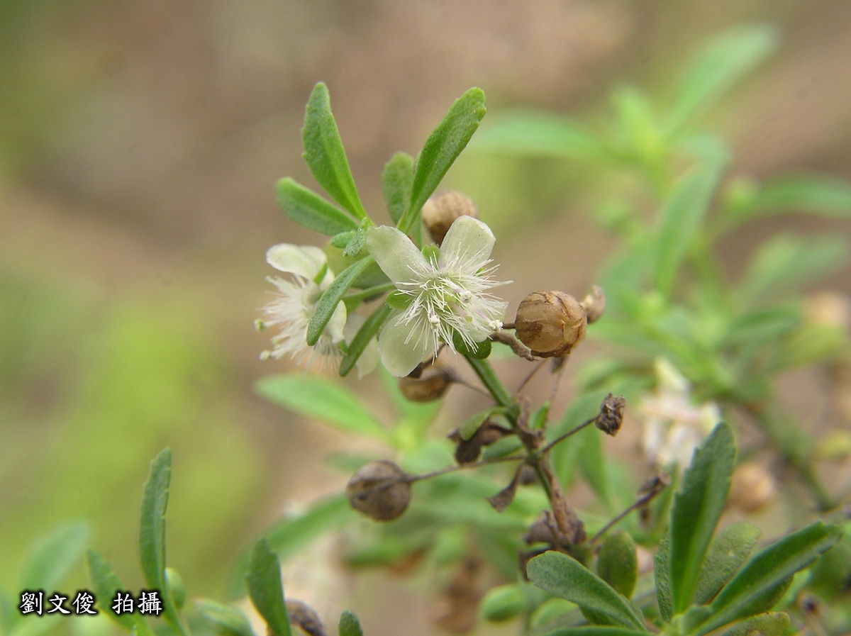 野甘草圖片加連結至植物資料頁面