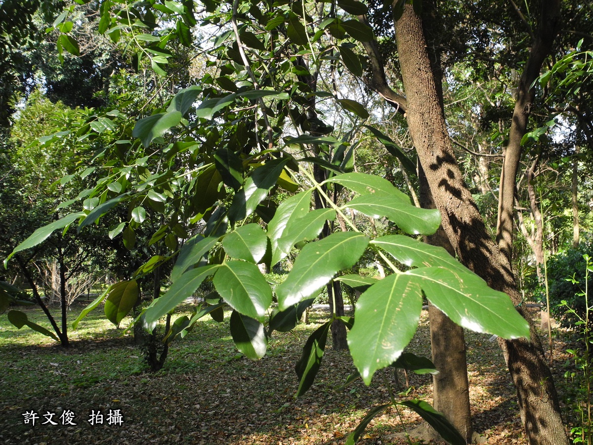 阿拉伯茶圖片加連結至植物資料頁面