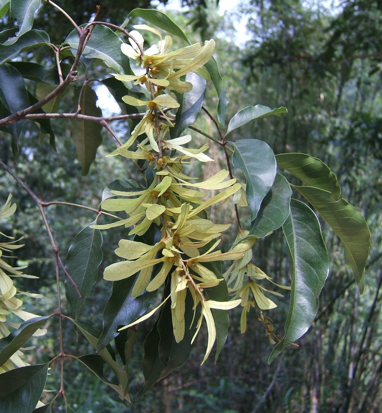 黃杞圖片加連結至植物資料頁面