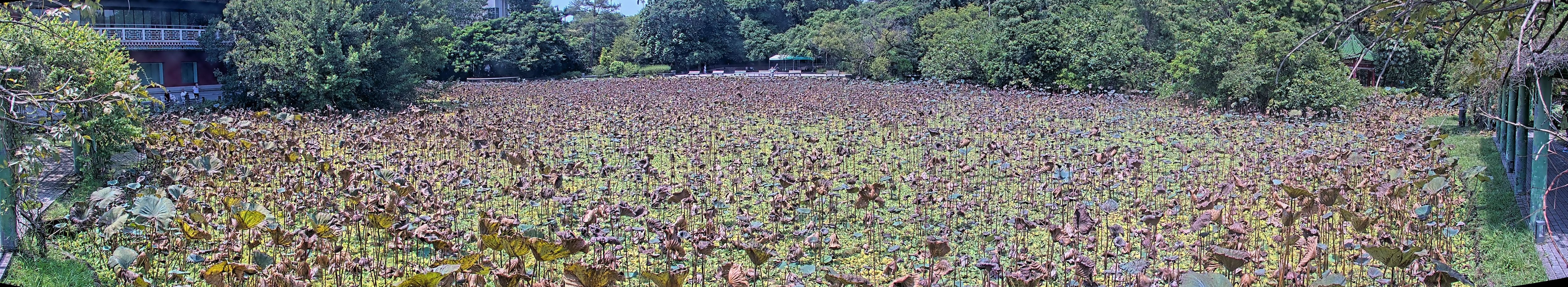 拍照日期:2024-09-11 時間:10時