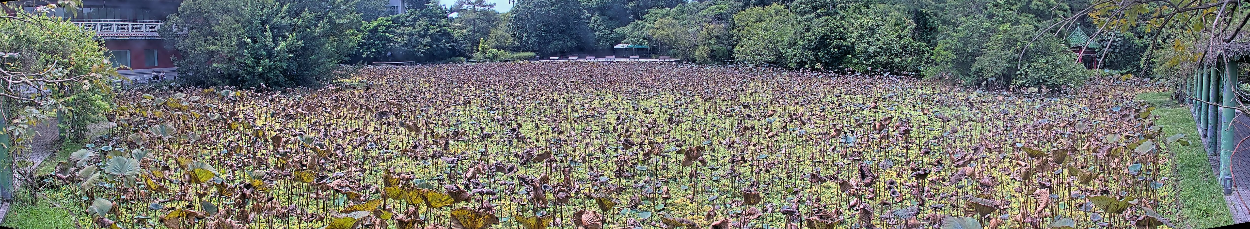 拍照日期:2024-09-11 時間:11時