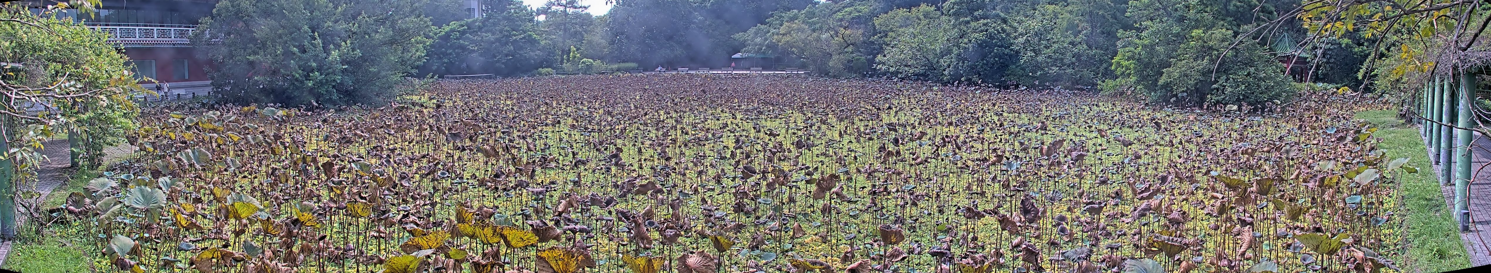 拍照日期:2024-09-11 時間:13時