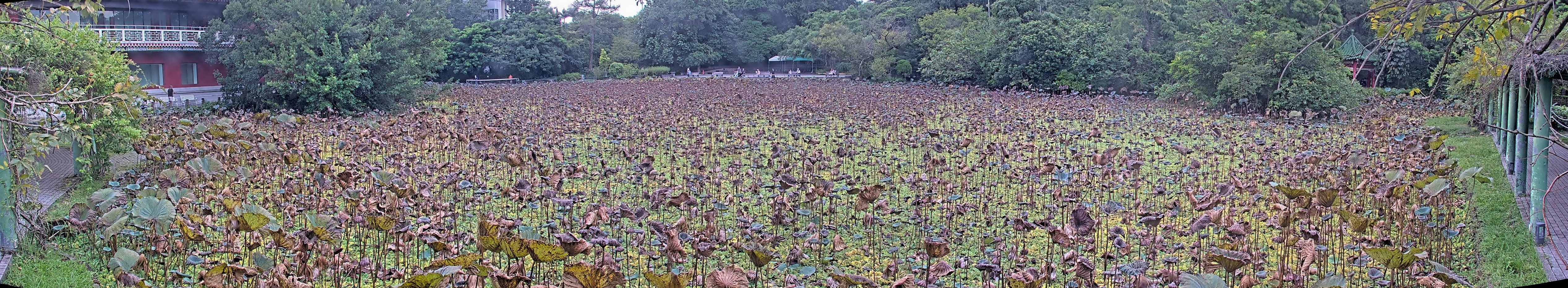 拍照日期:2024-09-11 時間:16時