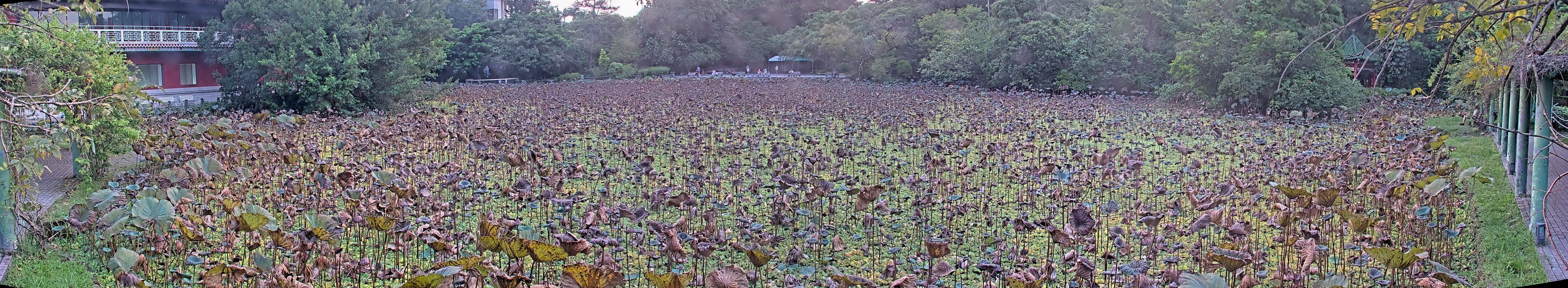拍照日期:2024-09-11 時間:17時