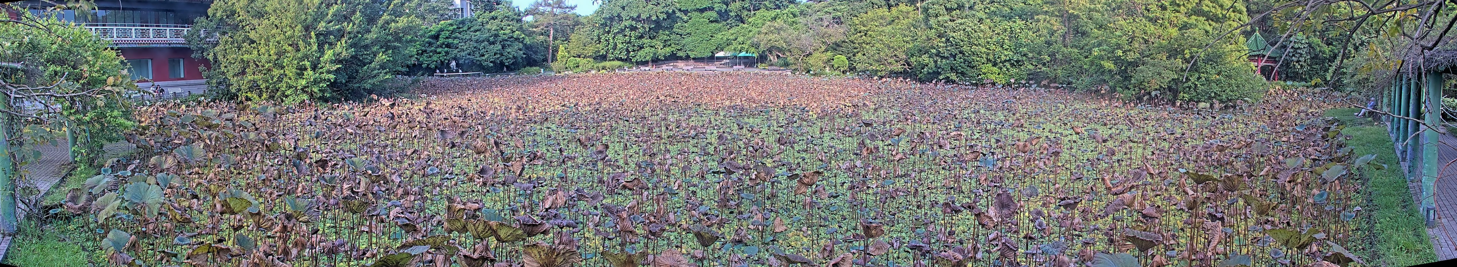 拍照日期:2024-09-12 時間:6時
