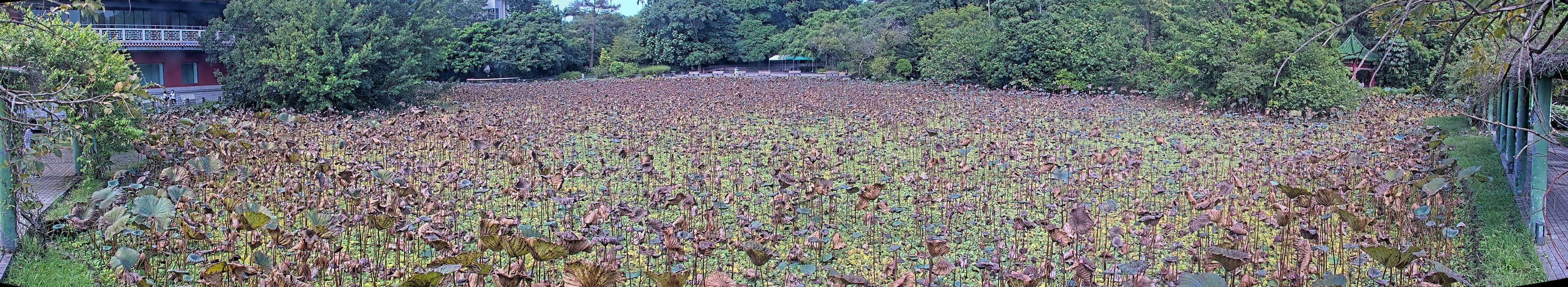 拍照日期:2024-09-12 時間:8時