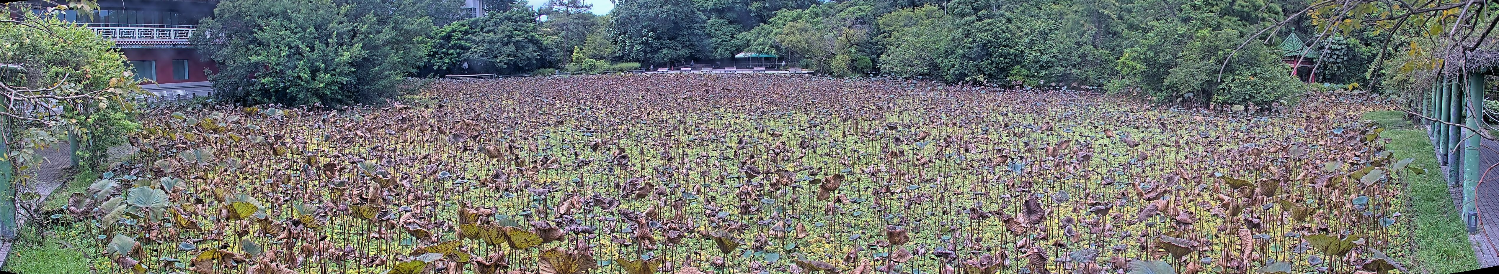 拍照日期:2024-09-12 時間:10時