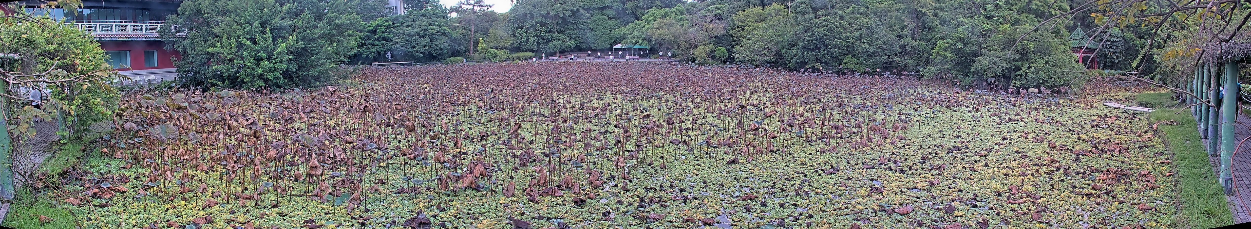 拍照日期:2024-09-16 時間:5時