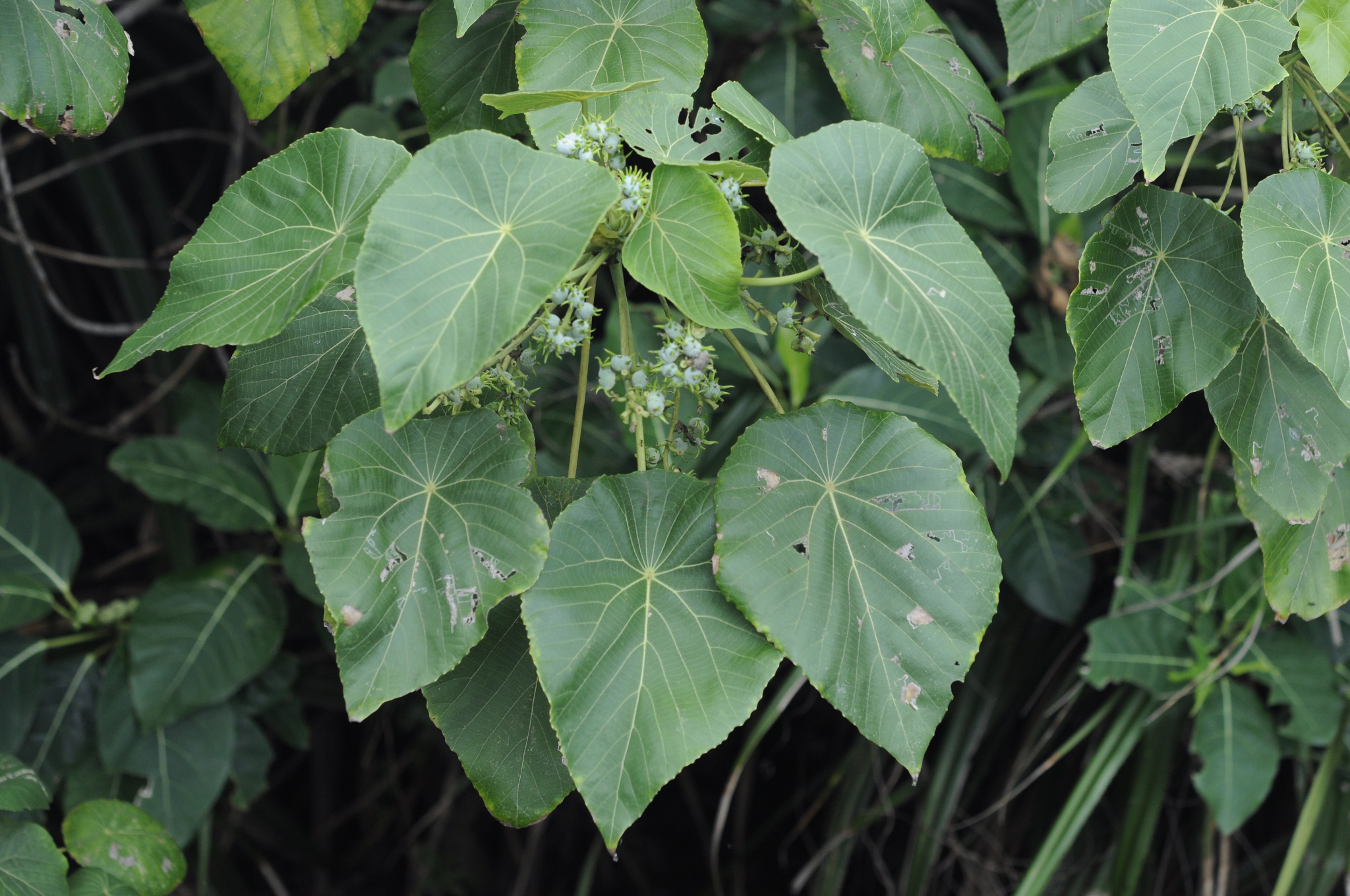 活動成果 - 解說教育 - 台北植物園