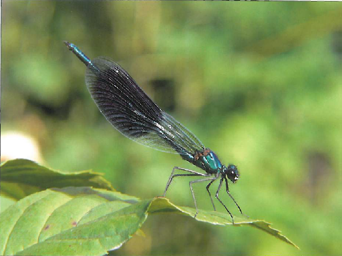 彩河蟌(Calopteryx splendens)
