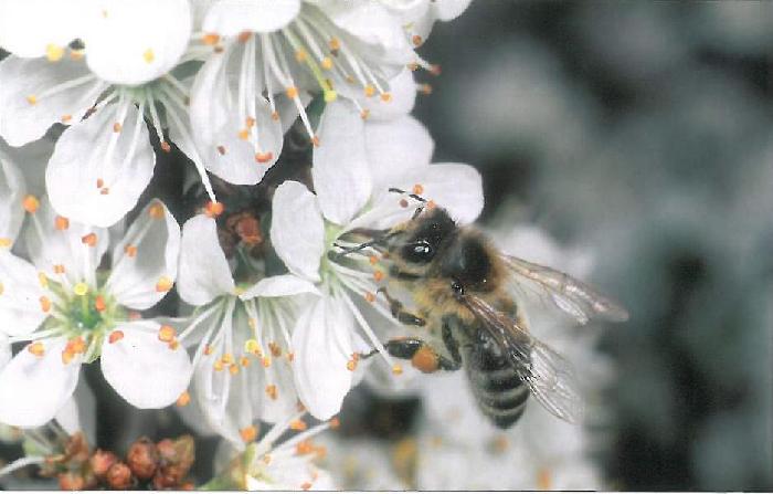 【Animals live：動物生活】蜜蜂