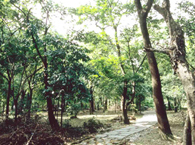 Important woody plant area