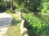 Taiwan Aquatic Plants Garden