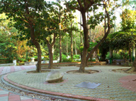 Terminalia Catappa Plaza