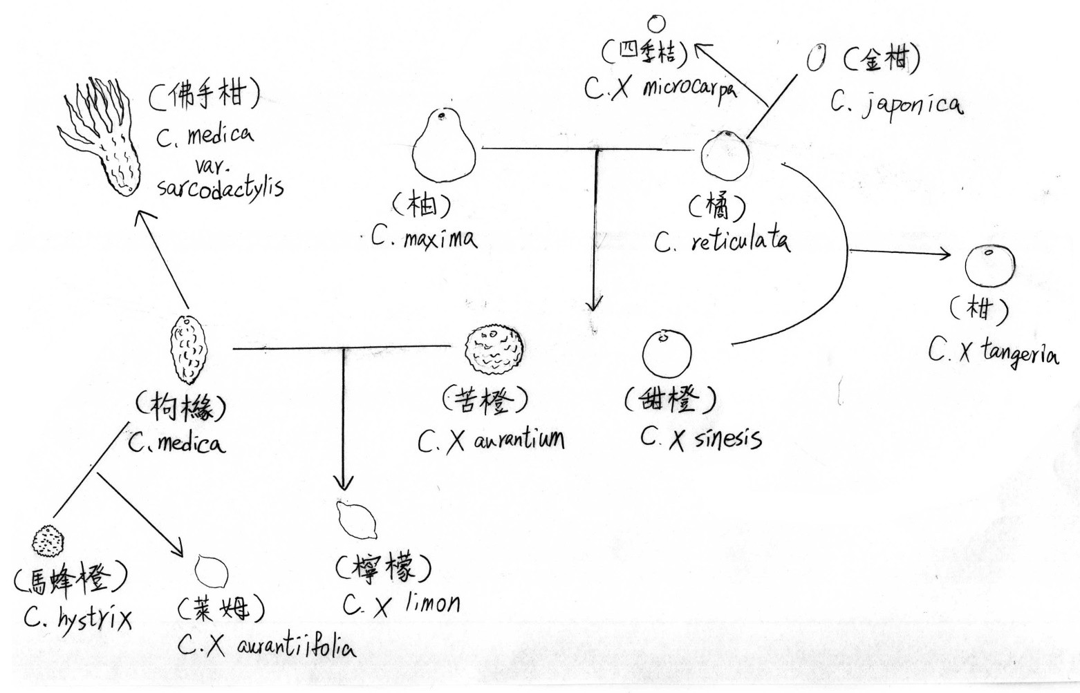 12月芸香科植物
