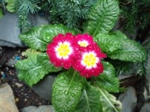 3月報春花科植物