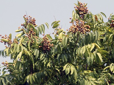8月無患子科植物