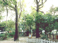 Economic Crops Garden