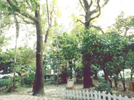 Chinese Classical Literature Botanical Garden