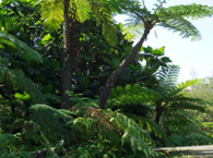 Fern Garden