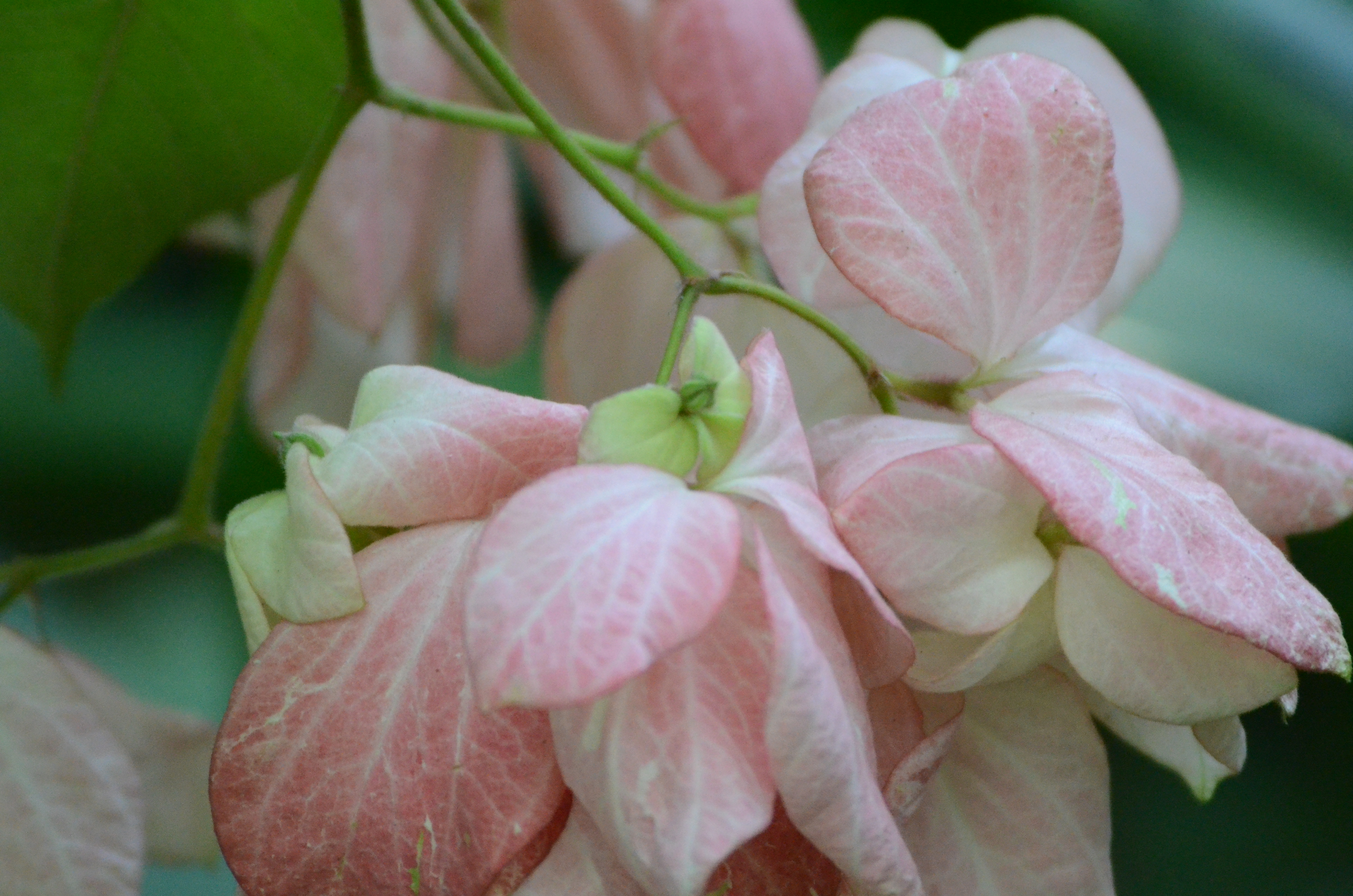 4月天門冬科植物