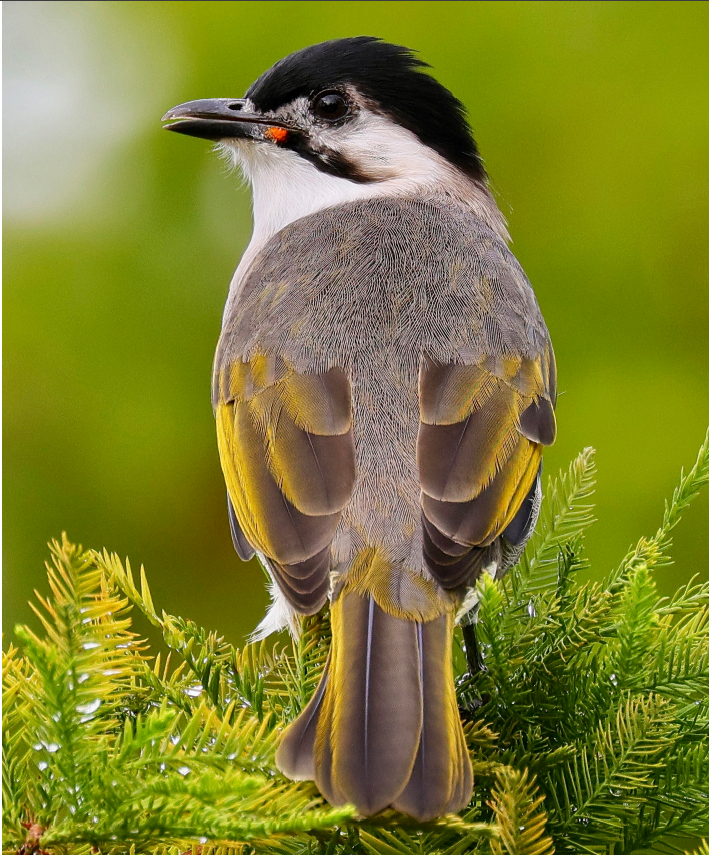 人工林的鳥類多樣性啟示―― 大農大富森林的回音