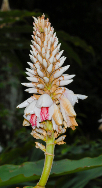 月桃與蜂的華爾滋共舞