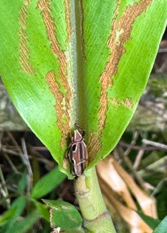 誰在吃月桃——月桃屬植物植食性昆蟲介紹