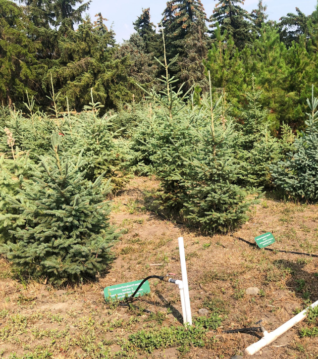森林地主—— 微觀世界的共生遺傳密碼 如何決定樹木的宿命與傳承？