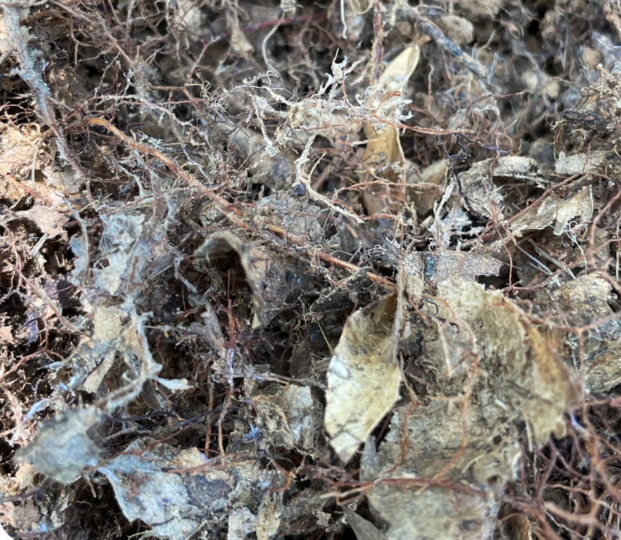 森林的地下盟友： 臺灣殼斗科樹木與外生菌根真菌之共生網絡—— 從東南櫻林的地下世界重新思考森林保育