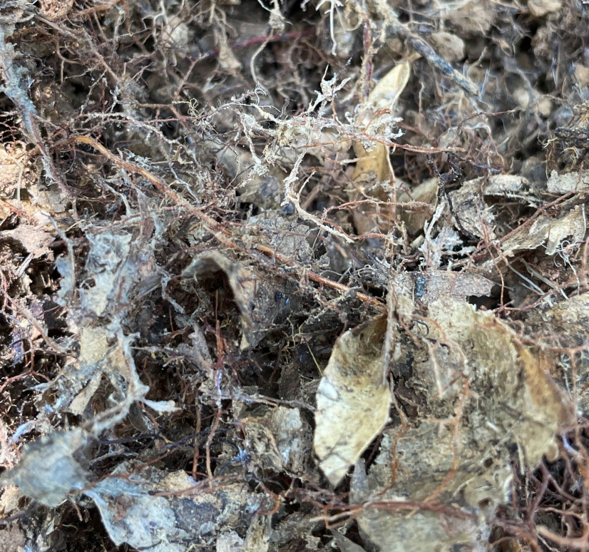 森林的地下盟友： 臺灣殼斗科樹木與外生菌根真菌之共生網絡—— 從東南櫟林的地下世界重新思考森林保育