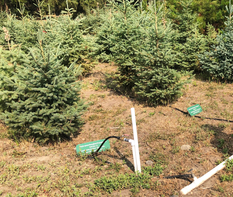 森林地主—— 微觀世界的共生遺傳密碼 如何決定樹木的宿命與傳承？