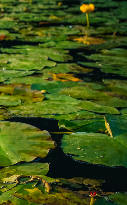 從埤塘到歌謠：解讀《孤戀花》中「水蓮花」的時代風景