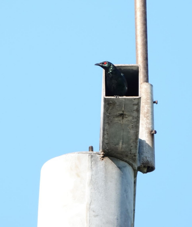 臺北的鳥兒告訴我們什麼？都市擴張、生物多樣性與永續未來