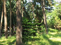 Gymnosperms Garden