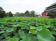 Lotus Pond