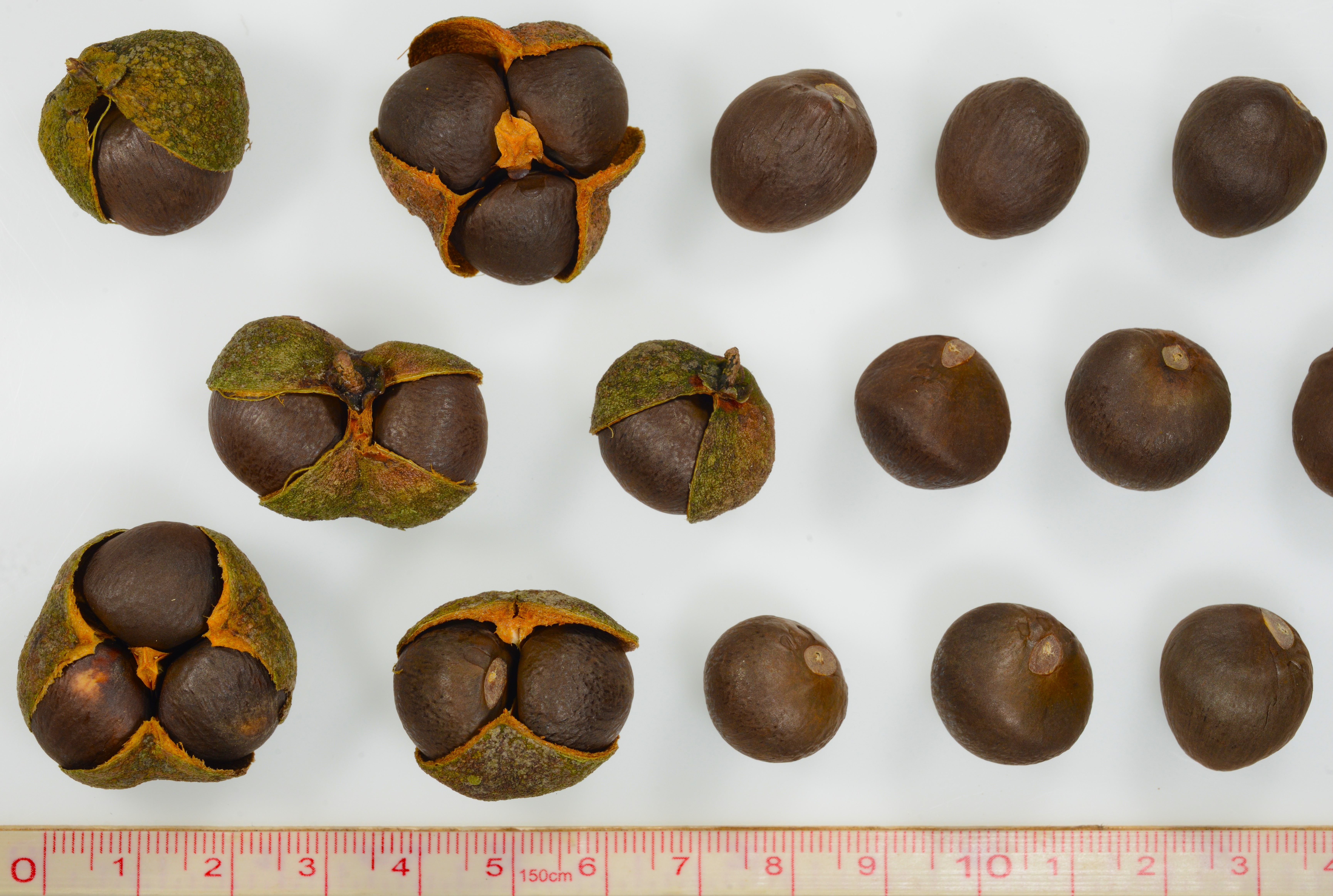 臺灣山茶的採種與育苗