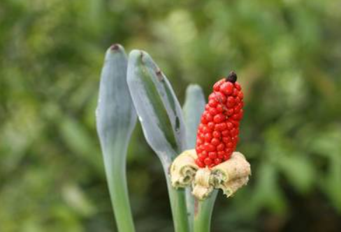 4月天南星科植物