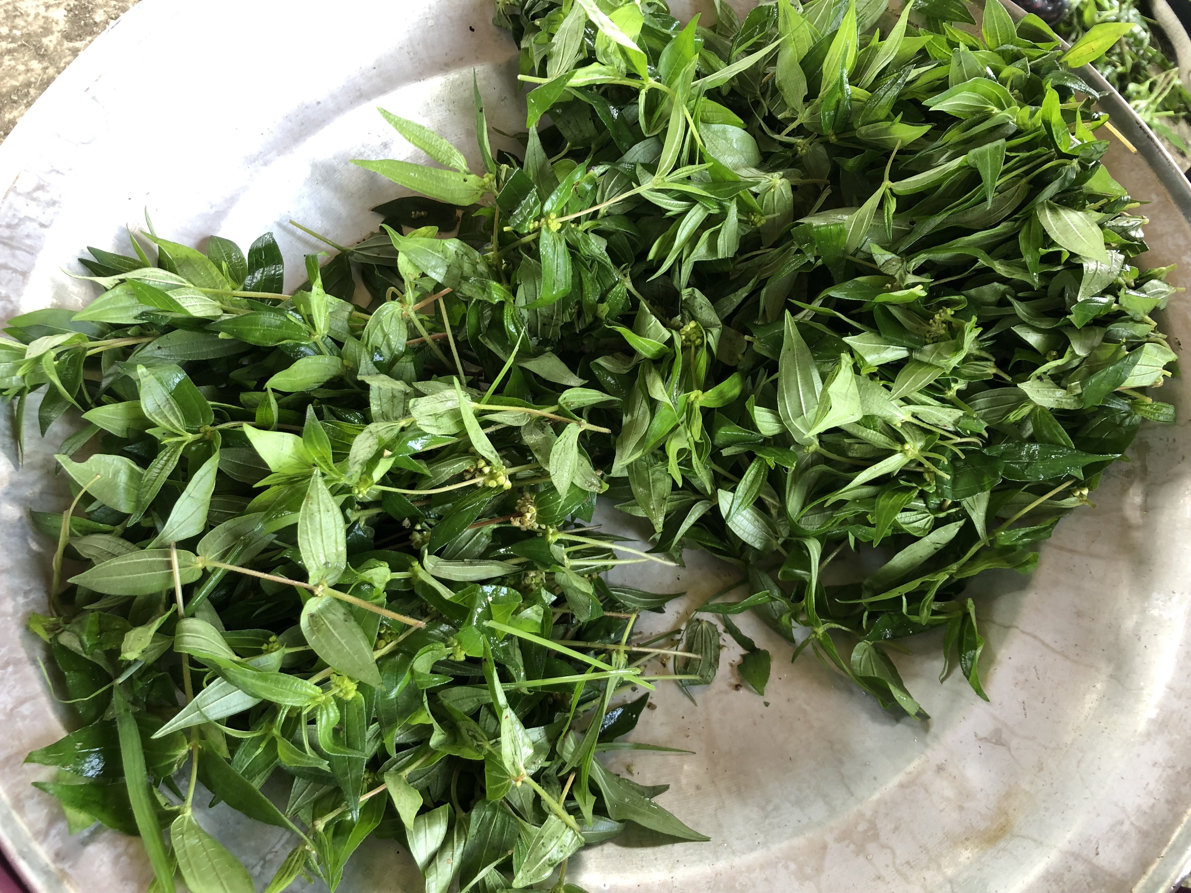 糯米糰是部落重要的野菜之一，主要生長在潮濕的地方，一整年都可以採集。