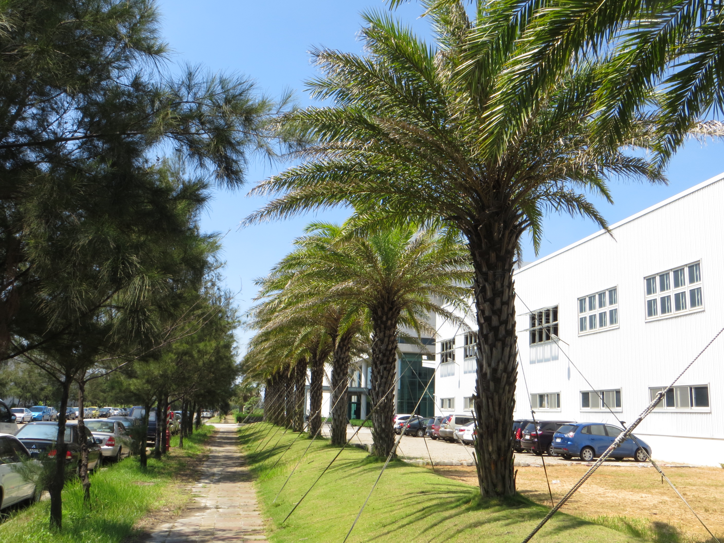 樹木的健康檢查