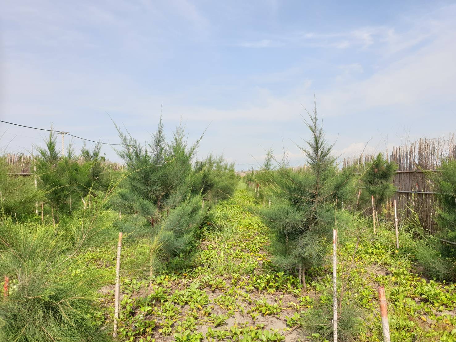 沙地植生復育技術嶄露頭角──生物肥料及土壤改良驅動成功造林
