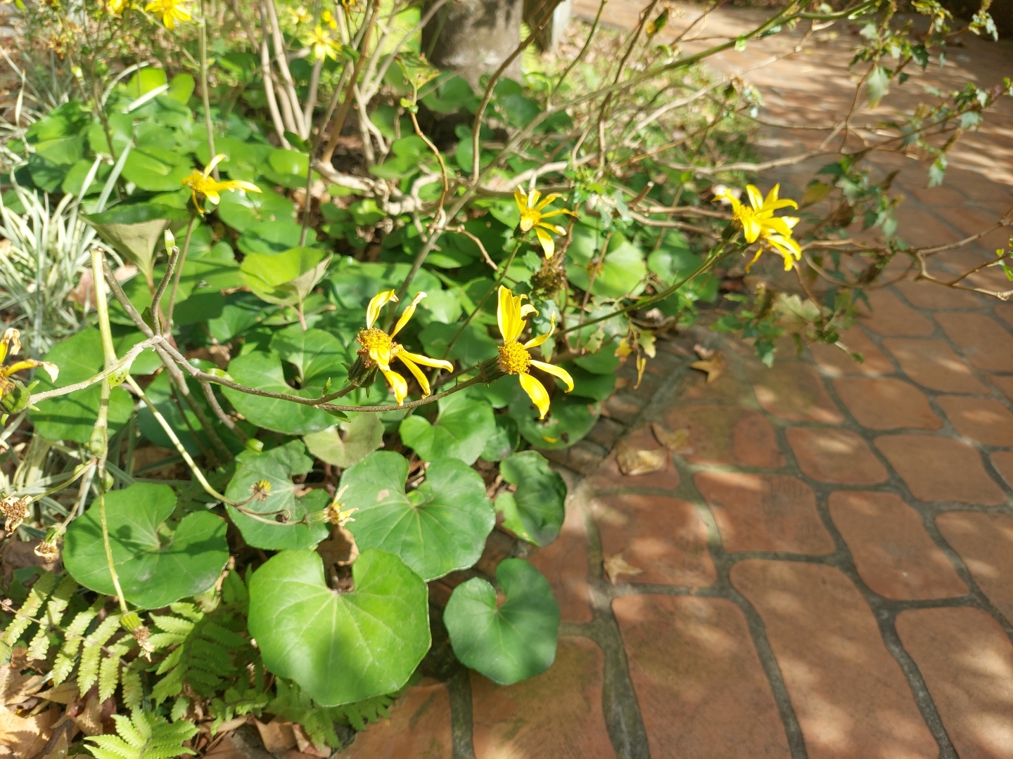 5月纖維植物