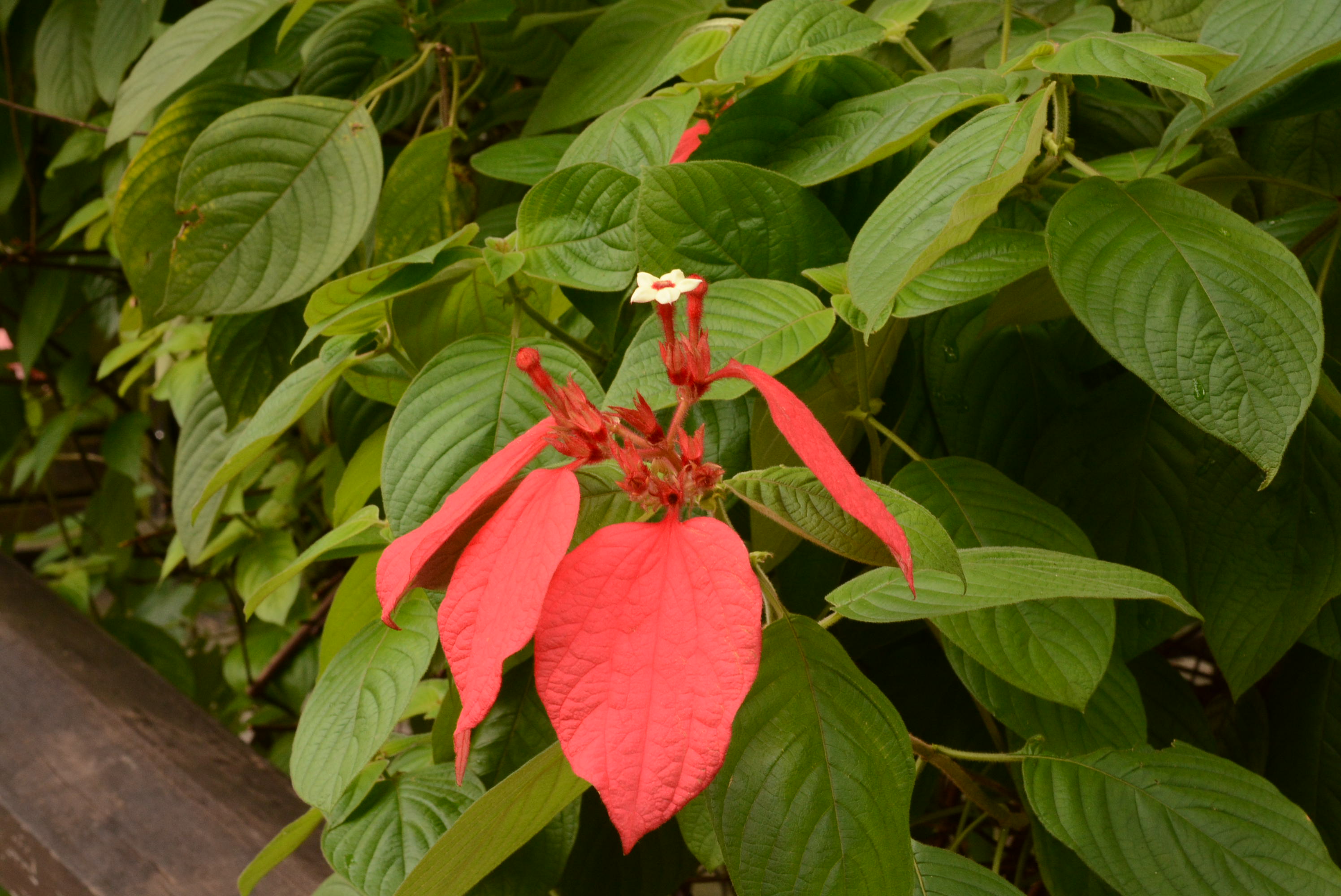臺北植物園內的公民科學今日我最美