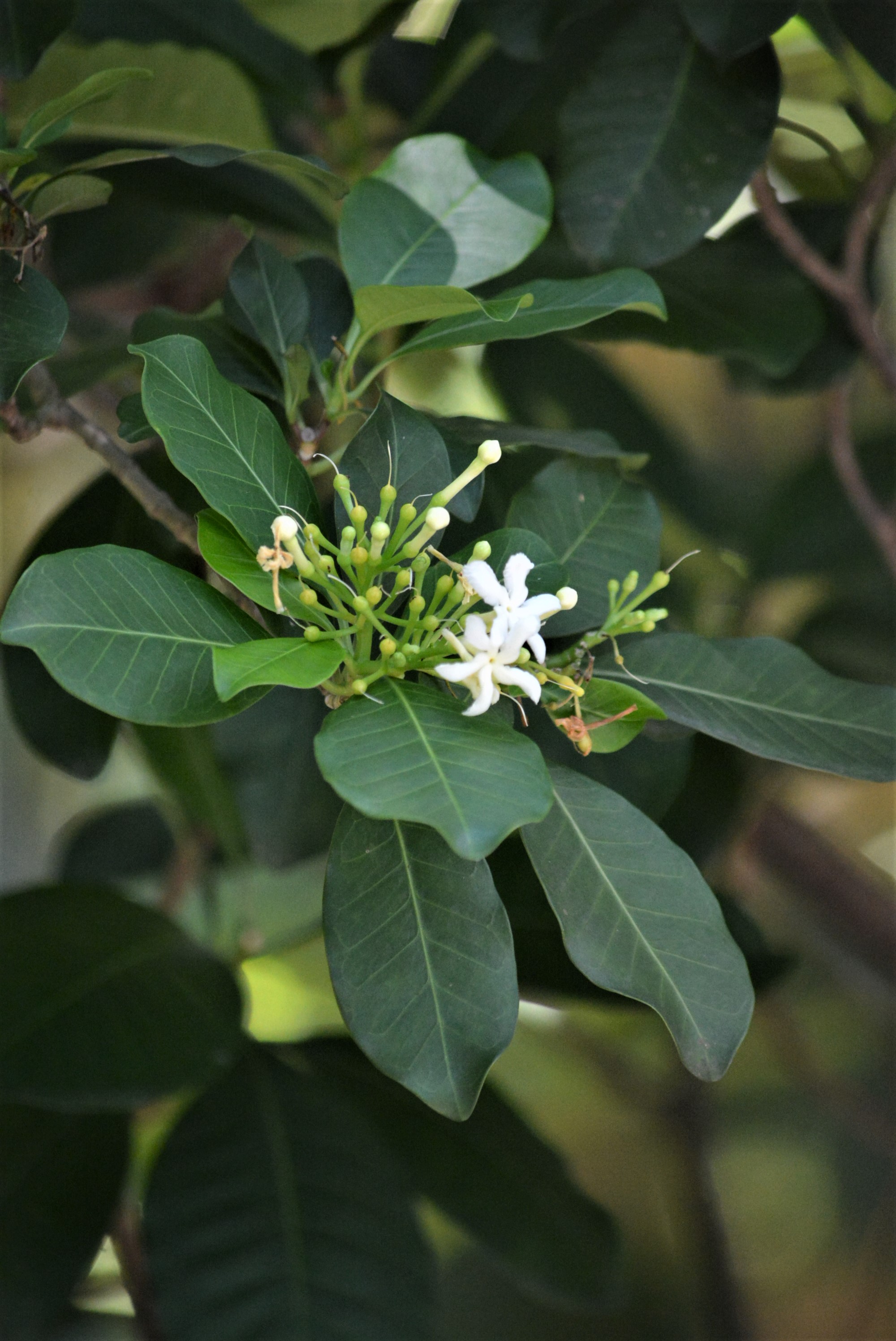 地方共創的：野植永續經濟