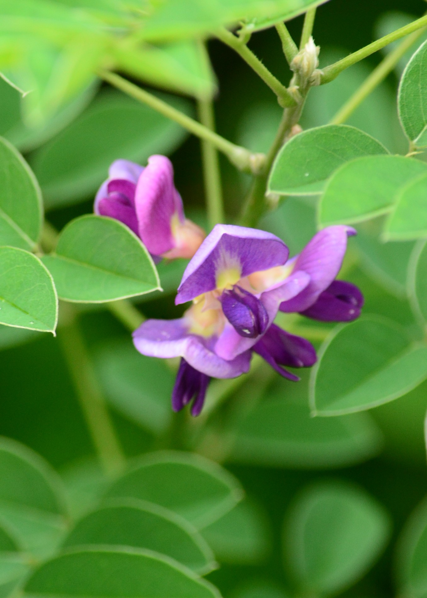 森林遊樂區經營管理面臨的考驗-遊憩衝突