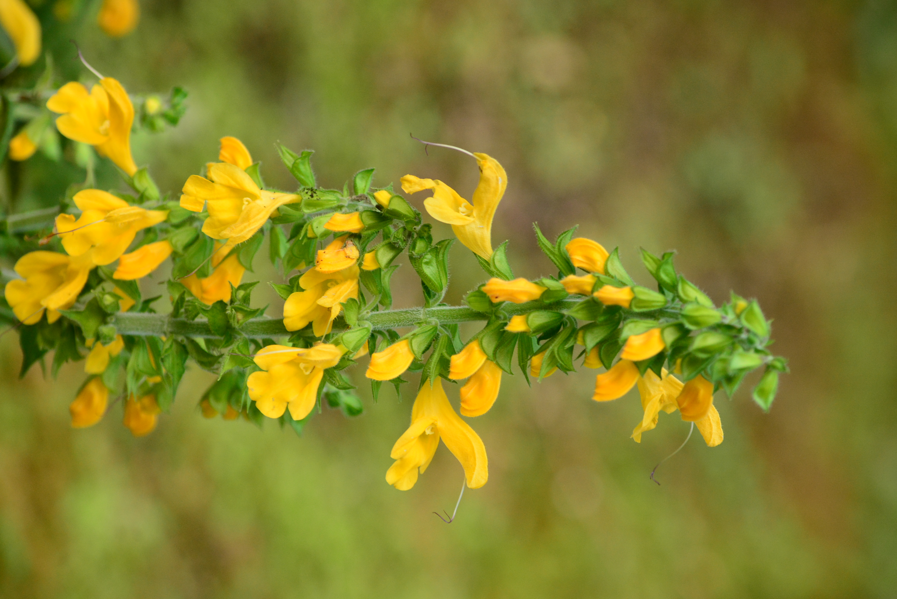 六大植栽亮點： 揭開埔里第一淨水場的綠色秘密