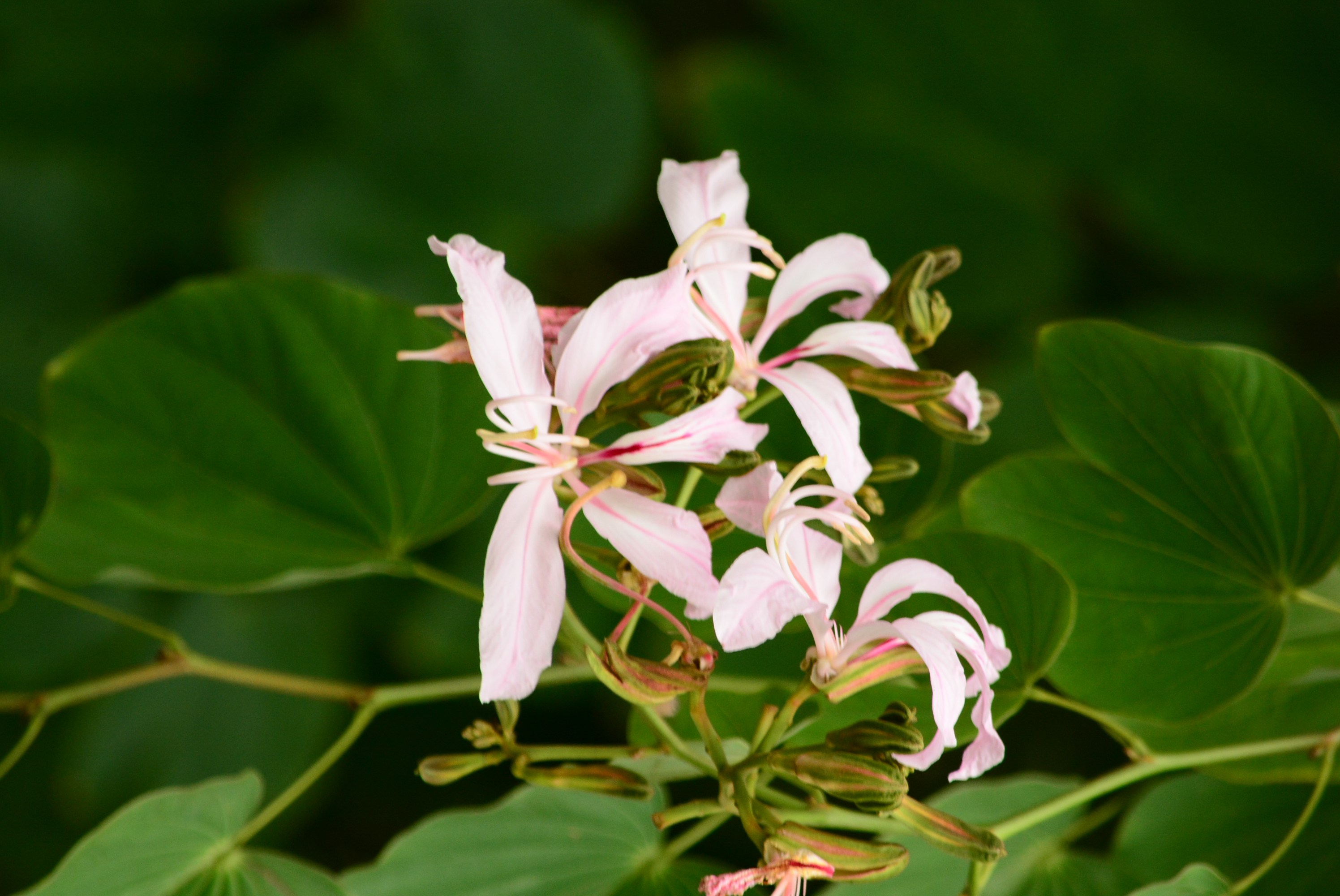 六大植栽亮點： 揭開埔里第一淨水場的綠色秘密