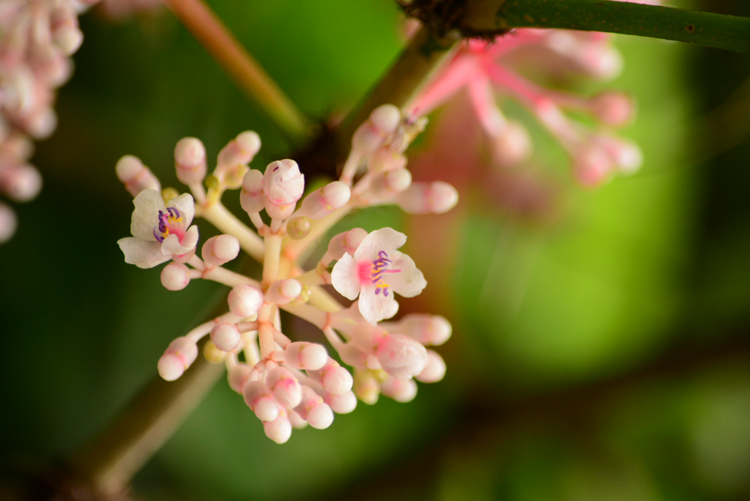 城市中的生態守護者： 行道樹與鳥的交響曲