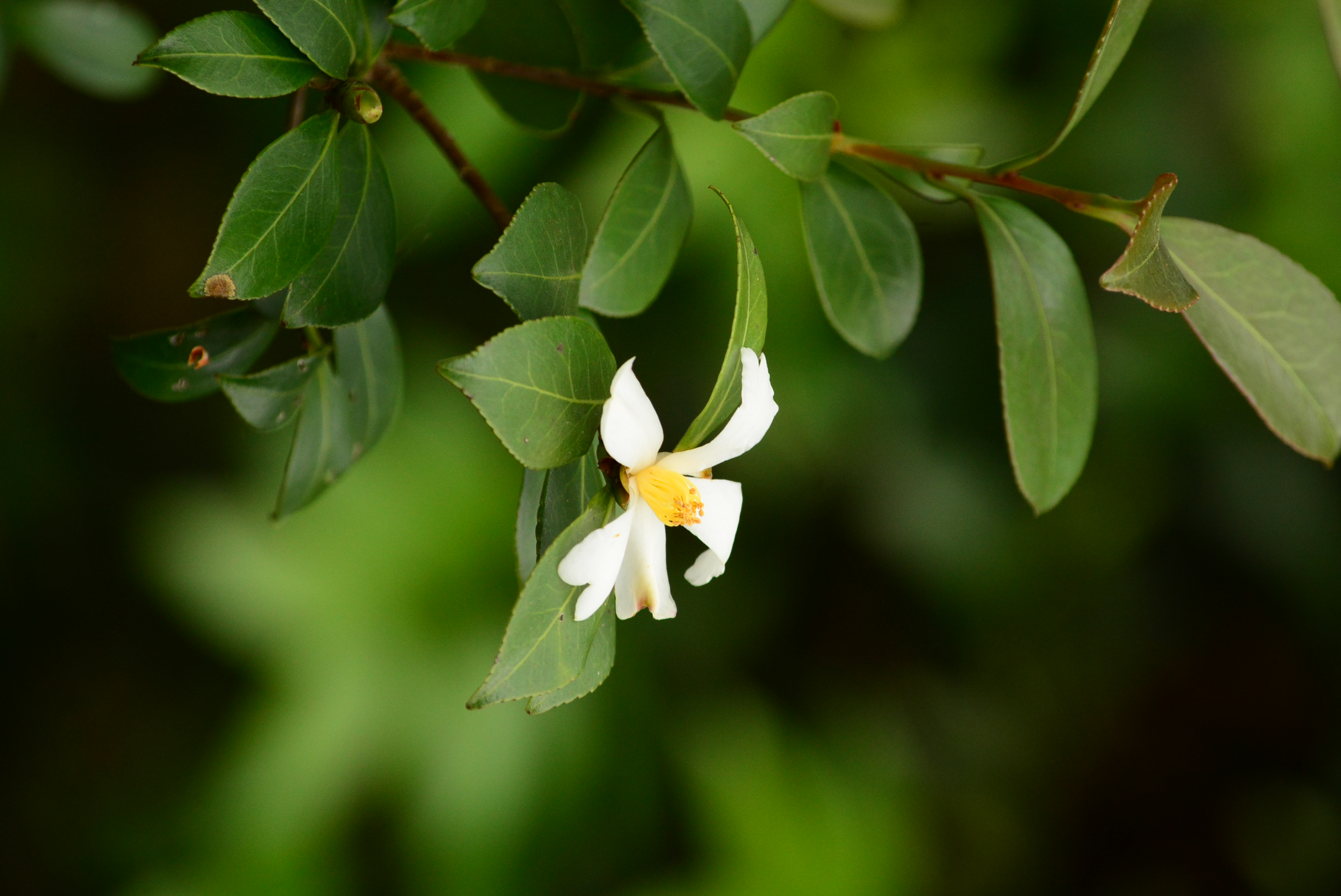 林業研究專訊(第32卷‧第6期)最新上線！